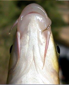 Luciobarbus graellsii_03.jpg